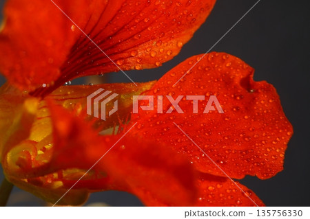 Beautiful Flowers Blooming In The Garden, Bodrum Turkey.. Macro Photography. 135756330