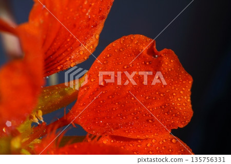Beautiful Flowers Blooming In The Garden, Bodrum Turkey.. Macro Photography. 135756331