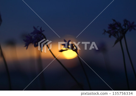 Beautiful Flowers Blooming In The Garden, Bodrum Turkey 135756334