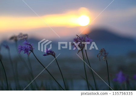 Beautiful Flowers Blooming In The Garden, Bodrum Turkey 135756335