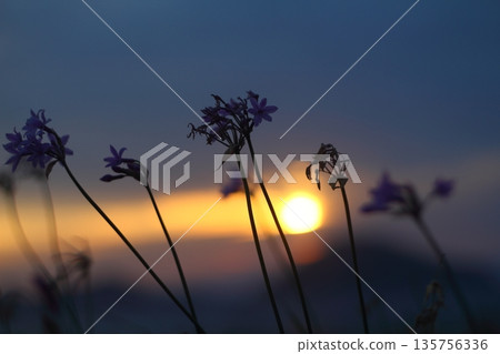 Beautiful Flowers Blooming In The Garden, Bodrum Turkey 135756336