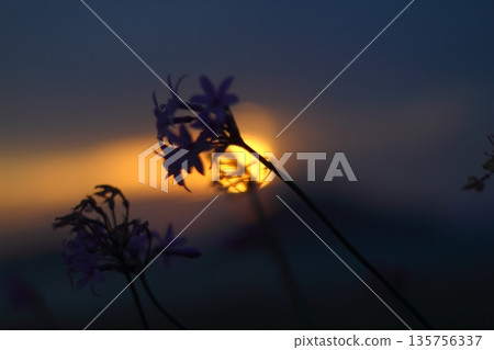 Beautiful Flowers Blooming In The Garden, Bodrum Turkey 135756337