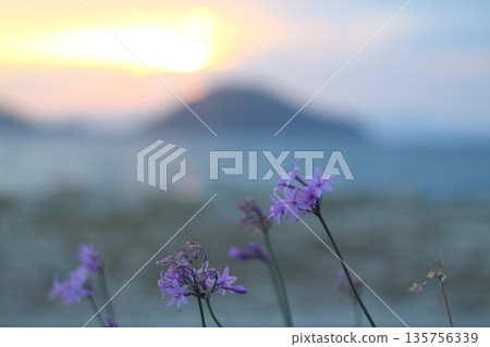 Beautiful Flowers Blooming In The Garden, Bodrum Turkey 135756339
