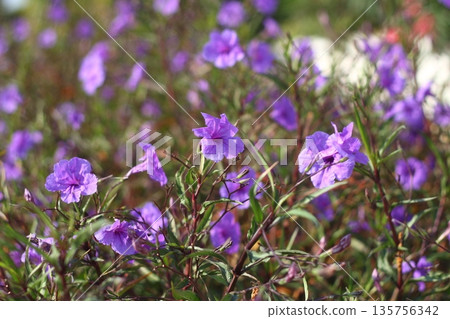 Beautiful Flowers Blooming In The Garden, Bodrum Turkey Beautiful Flowers Blooming In The Garden, Bodrum Turkey 135756342