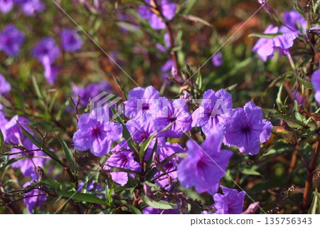 Beautiful Flowers Blooming In The Garden, Bodrum Turkey Beautiful Flowers Blooming In The Garden, Bodrum Turkey 135756343
