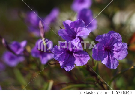 Beautiful Flowers Blooming In The Garden, Bodrum Turkey 135756346