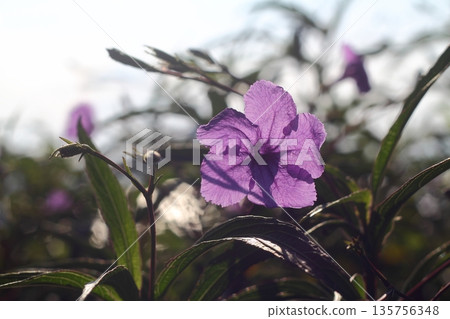 Beautiful Flowers Blooming In The Garden, Bodrum Turkey Beautiful Flowers Blooming In The Garden, Bodrum Turkey 135756348