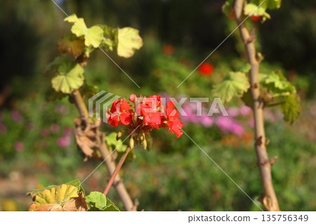 Beautiful Flowers Blooming In The Garden, Bodrum Turkey Beautiful Flowers Blooming In The Garden, Bodrum Turkey 135756349