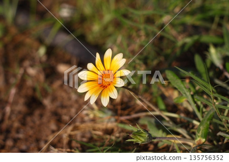 Beautiful Flowers Blooming In The Garden, Bodrum Turkey Beautiful Flowers Blooming In The Garden, Bodrum Turkey 135756352