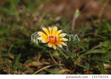 Beautiful Flowers Blooming In The Garden, Bodrum Turkey 135756354
