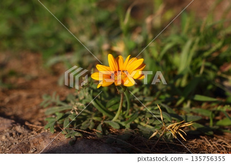 Beautiful Flowers Blooming In The Garden, Bodrum Turkey 135756355