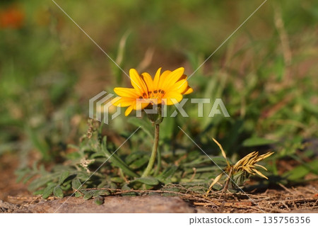 Beautiful Flowers Blooming In The Garden, Bodrum Turkey Beautiful Flowers Blooming In The Garden, Bodrum Turkey 135756356