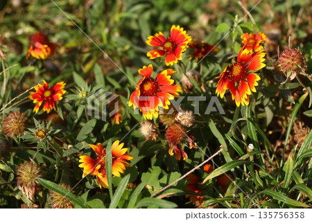Beautiful Flowers Blooming In The Garden, Bodrum Turkey 135756358