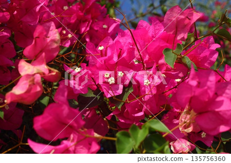 Beautiful Flowers Blooming In The Garden, Bodrum Turkey Beautiful Flowers Blooming In The Garden, Bodrum Turkey 135756360