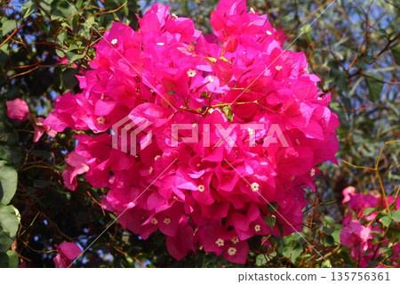 Beautiful Flowers Blooming In The Garden, Bodrum Turkey Beautiful Flowers Blooming In The Garden, Bodrum Turkey 135756361