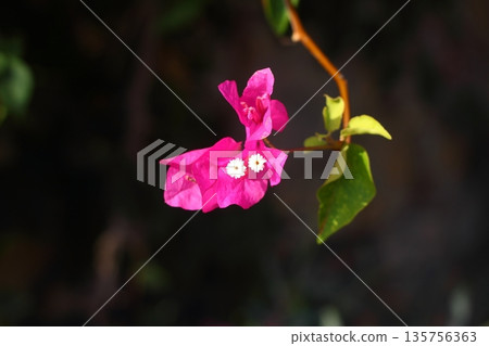 Beautiful Flowers Blooming In The Garden, Bodrum Turkey Beautiful Flowers Blooming In The Garden, Bodrum Turkey 135756363