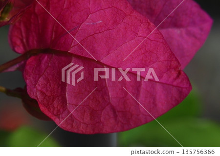 Beautiful Flowers Blooming In The Garden, Bodrum Turkey Beautiful Flowers Blooming In The Garden, Bodrum Turkey 135756366