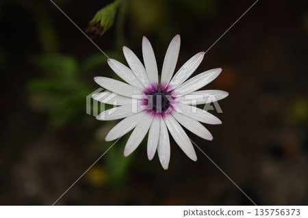 Beautiful Flowers Blooming In The Garden, Bodrum Turkey 135756373