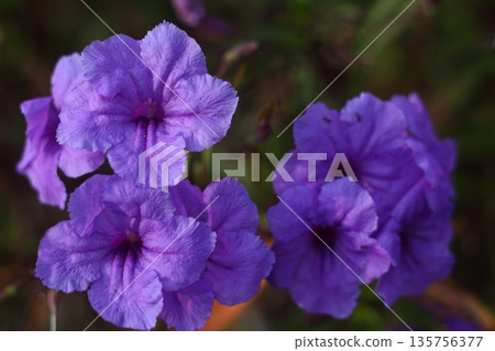 Beautiful Flowers Blooming In The Garden, Bodrum Turkey Beautiful Flowers Blooming In The Garden, Bodrum Turkey 135756377