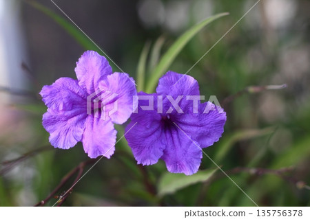 Beautiful Flowers Blooming In The Garden, Bodrum Turkey 135756378