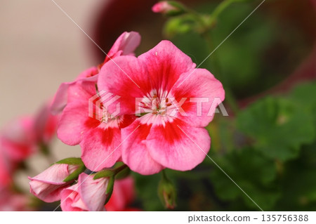 bee, bloom, blossom 135756388