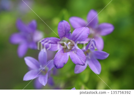 bee, bloom, blossom 135756392
