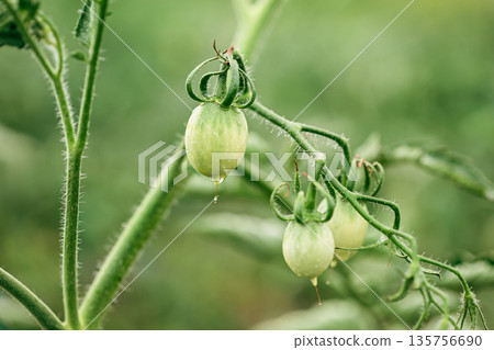 Close-up of green unripe tomatoes growing in clusters on a healthy tomato plant, surrounded by vibrant foliage in a home garden. 135756690