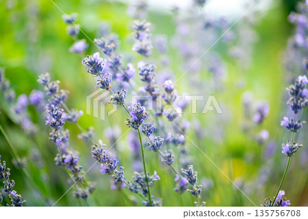 Soft purple lavender flowers blooming in a summer field with green background, evoking calmness, nature, and aromatic beauty. 135756708