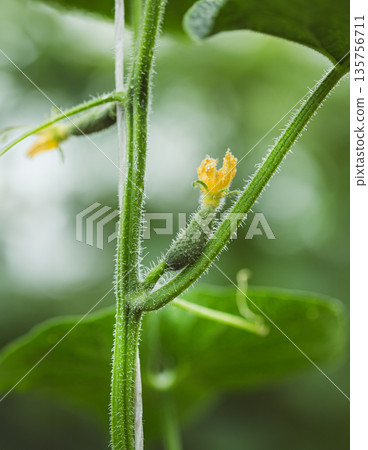 A tiny cucumber forming at the base of a yellow flower on a vine A tiny cucumber forming at the base of a yellow flower on a vine 135756711