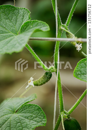 A tiny cucumber forming at the base of a yellow flower on a vine, captured in macro detail with a soft green natural background. 135756712