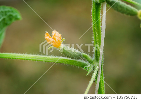 A tiny cucumber forming at the base of a yellow flower on a vine, captured in macro detail with a soft green natural background. A tiny cucumber forming at the base of a yellow flower on a vine, captured in macro detail with a soft green natural background. 135756713