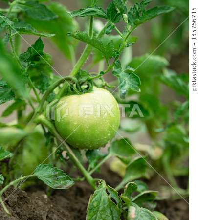 Close-up of green unripe tomatoes growing in clusters on a healthy tomato plant, surrounded by vibrant foliage in a home garden. Close-up of green unripe tomatoes growing in clusters on a healthy tomato plant, surrounded by vibrant foliage in a home garden. 135756715
