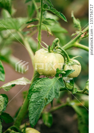 Close-up of green unripe tomatoes growing in clusters on a healthy tomato plant, surrounded by vibrant foliage in a home garden. Close-up of green unripe tomatoes growing in clusters on a healthy tomato plant, surrounded by vibrant foliage in a home garden. 135756717