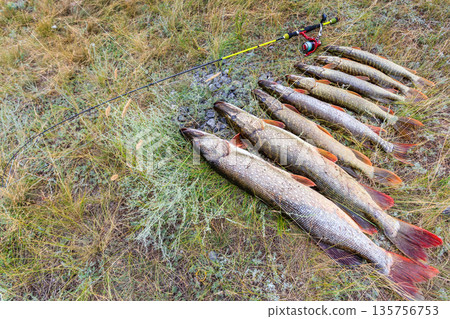 Fishing. Large pike in hands. Fishing. Large pike in hands. 135756753