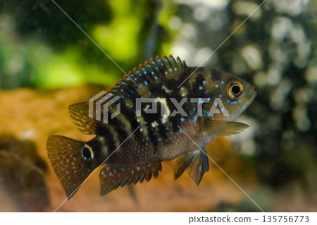 Beautiful small aquarium fish underwater. Beautiful small aquarium fish underwater. 135756773