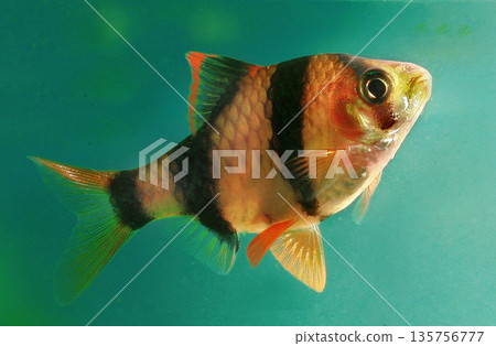 Beautiful small aquarium fish underwater. Beautiful small aquarium fish underwater. 135756777