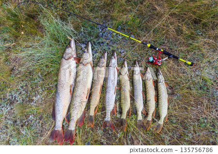 Fishing. Large pike in hands. 135756786