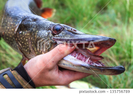 Fishing. Large pike in hands. Fishing. Large pike in hands. 135756789