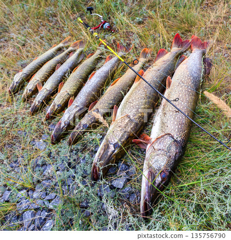 Fishing. Large pike in hands. Fishing. Large pike in hands. 135756790