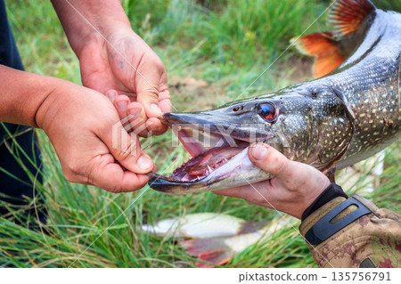 Fishing. Large pike in hands. Fishing. Large pike in hands. 135756791