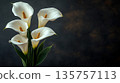 Beautiful bouquet of white calla lilies against a textured black background. Funeral symbol 135757113