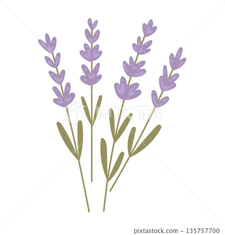 Minimal lavender bouquet illustration with soft purple blossoms and slender stems, ideal for botanical blogs, spa branding, and natural wellness content Minimal lavender bouquet illustration with soft purple blossoms and slender stems, ideal for botanical blogs, spa branding, and natural wellness content 135757700
