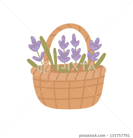 Rustic basket filled with fresh lavender flowers arranged for countryside decor, gardening articles, and farmhouse lifestyle illustrations 135757701