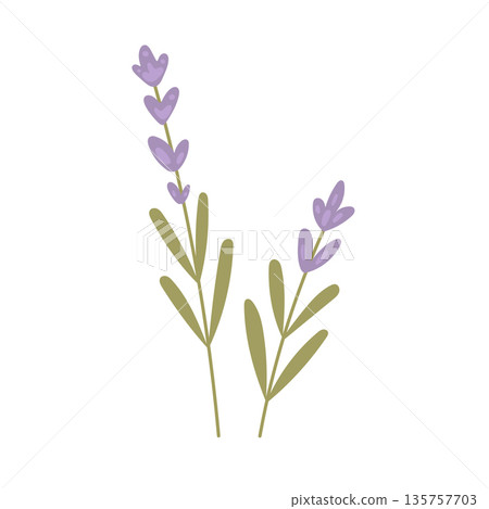 Two delicate lavender stems with leaves in simple composition, suitable for minimal floral design, herbal education, and clean clipart use 135757703