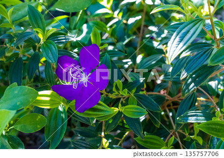 Top view of Pleroma urvilleanum, synonym Tibouchina urvilleana in bloom, focus selective 135757706
