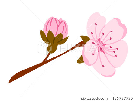 Sakura flower branch with blooming pink blossom and bud isolated on white background. Concept of spring nature, Japanese culture and delicate floral beauty 135757750