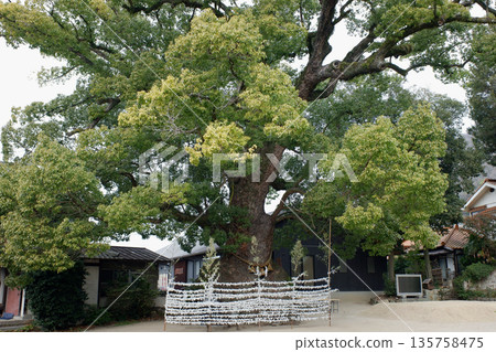Camphor tree at Itosaki Shrine, Hiroshima Prefecture Camphor tree at Itosaki Shrine, Hiroshima Prefecture 135758475