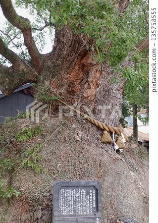 Camphor tree at Itosaki Shrine, Hiroshima Prefecture Camphor tree at Itosaki Shrine, Hiroshima Prefecture 135758555