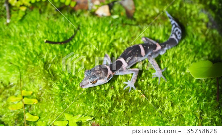A banded gecko walking on beautiful moss (side view) A banded gecko walking on beautiful moss (side view) 135758628
