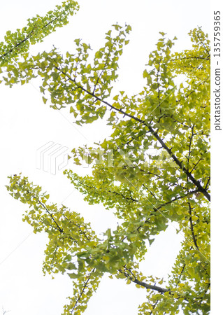 Ginkgo with green leaves, with white sky in the background 135759365